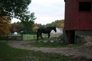 gnf nishka paddock2 farm stay RI MA CT grace note farm horseback riding
