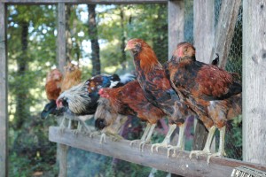 Rhode Island farm chickens