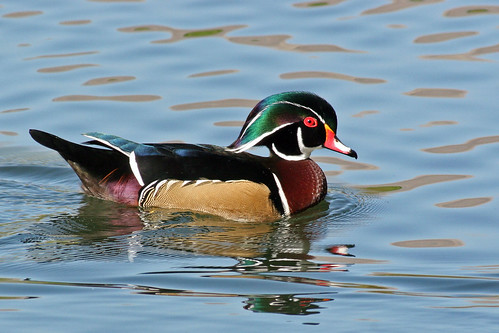 Male wood duck swimming, a Rhode Island bird