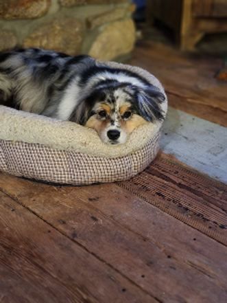 Grace Note Farm pet Maime the Australian Shepherd relaxing in her bed